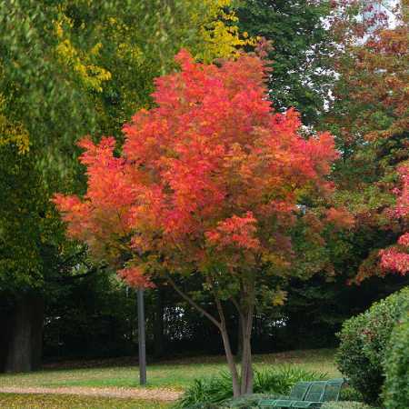 Best Plants for Pool Landscaping | Trees, Shrubs, Grasses, Ferns