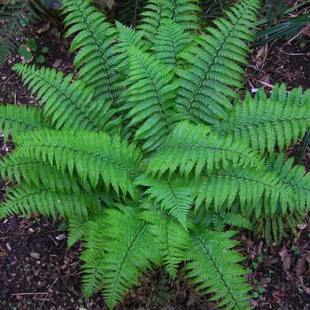 Best Plants for Pool Landscaping | Trees, Shrubs, Grasses, Ferns